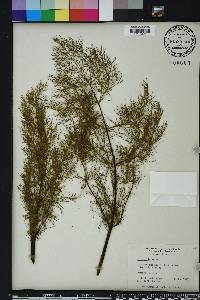 Pimpinella anisum image