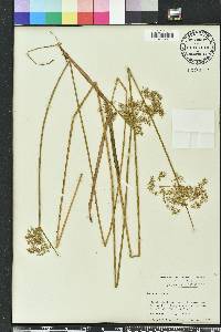 Cyperus haspan image