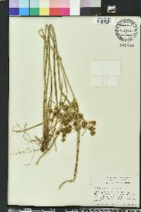 Cyperus pseudovegetus image