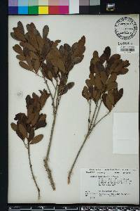 Eugenia foetida image