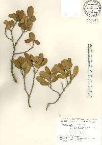 Reynosia septentrionalis image