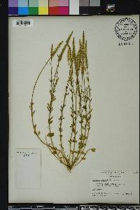 Polygala boykinii image