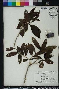 Morinda umbellata image