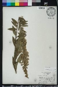 Solidago sempervirens image