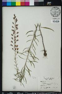 Liatris gracilis image