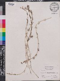 Myriophyllum alterniflorum image