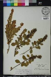 Lyonia fruticosa image