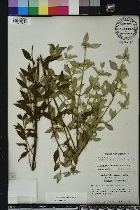 Pycnanthemum albescens image