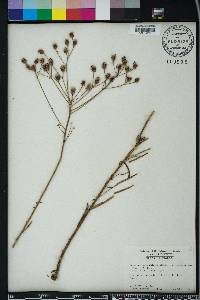 Vernonia angustifolia image