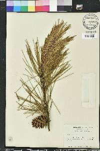 Pinus echinata image