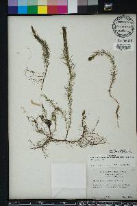 Myriophyllum pinnatum image