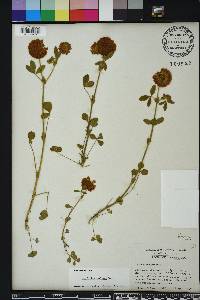 Trifolium reflexum image