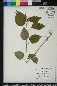 Circaea canadensis image