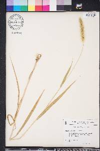 Setaria pumila image