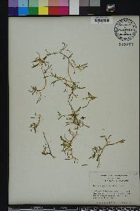 Lilaeopsis chinensis image