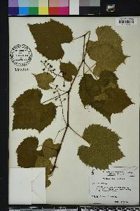 Vitis vulpina image