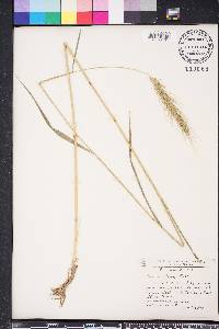 Elymus villosus image