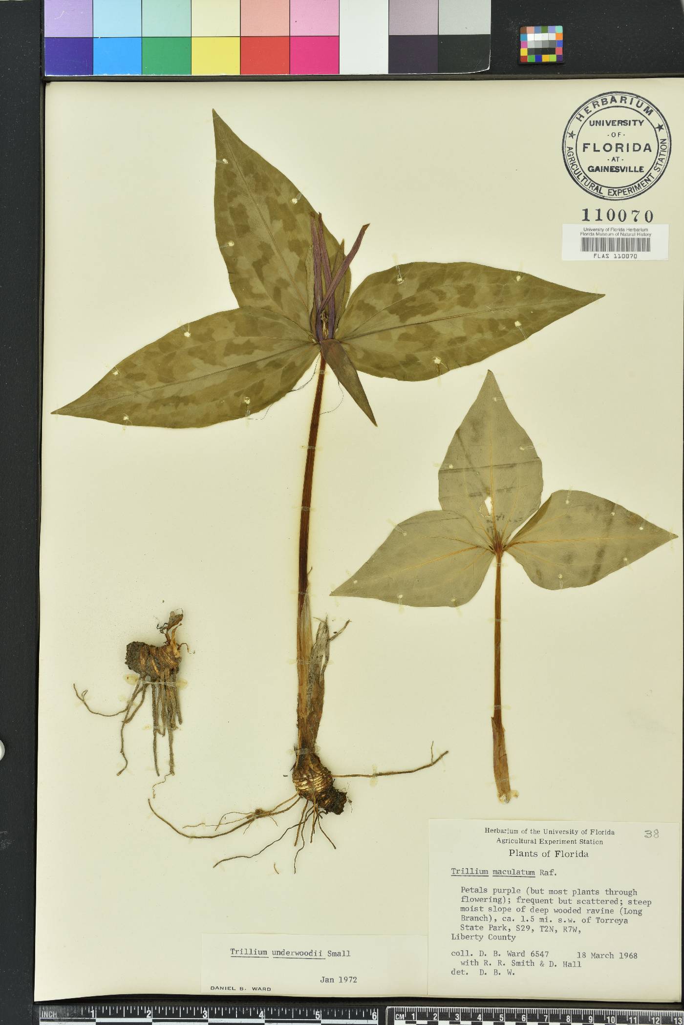 Trillium underwoodii image