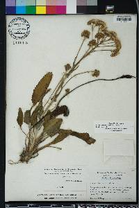 Packera tomentosa image