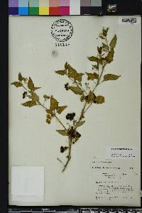 Solanum americanum image