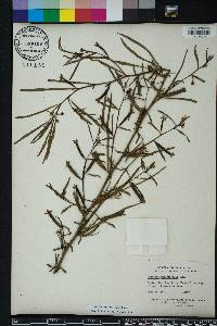 Ludwigia octovalvis image