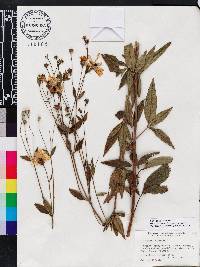 Coreopsis tripteris image