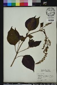 Solenostemon scutellarioides image