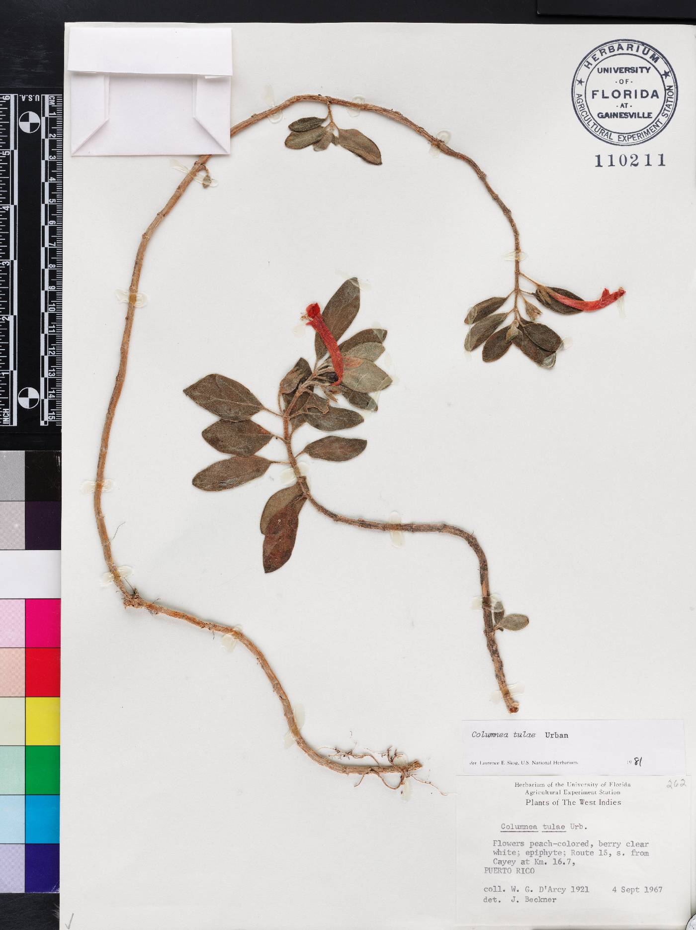 Columnea scandens image