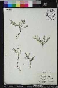 Euploca microphylla image