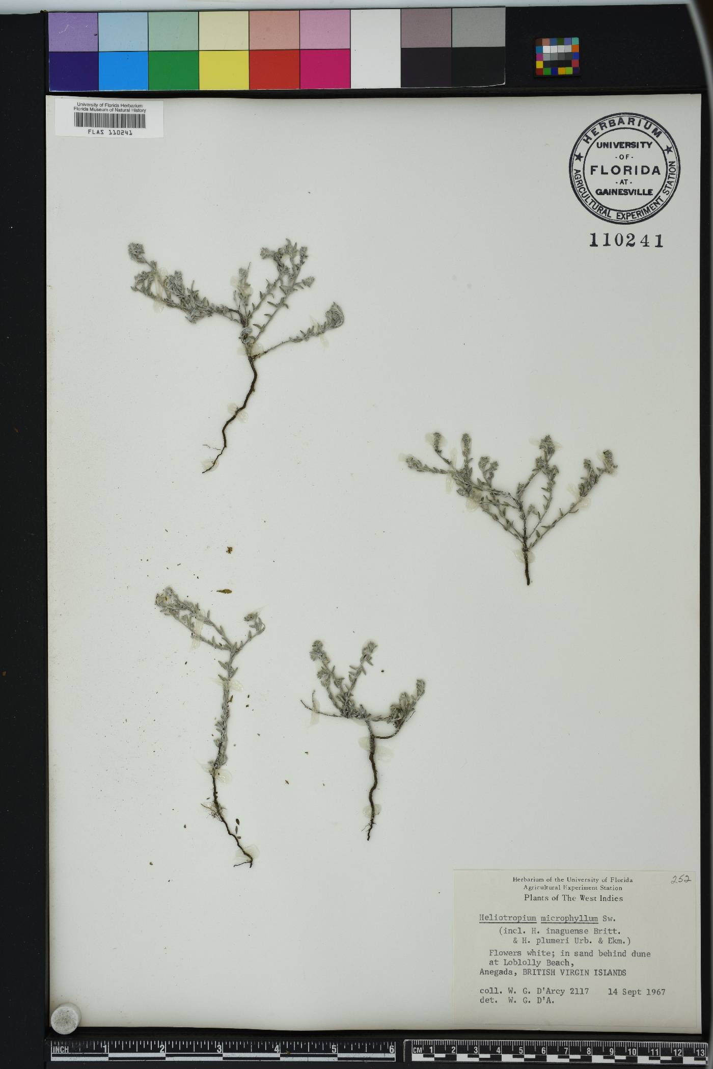 Euploca microphylla image