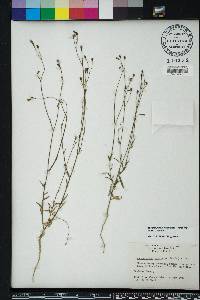 Wahlenbergia marginata image