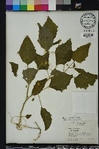 Physalis arenicola image