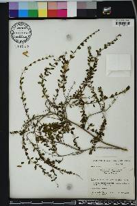 Calamintha coccinea image