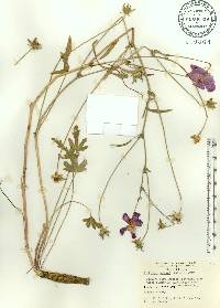 Callirhoe papaver image