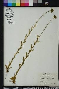 Polygala rugelii image