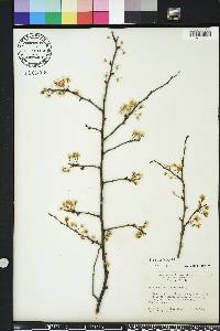 Prunus umbellata image