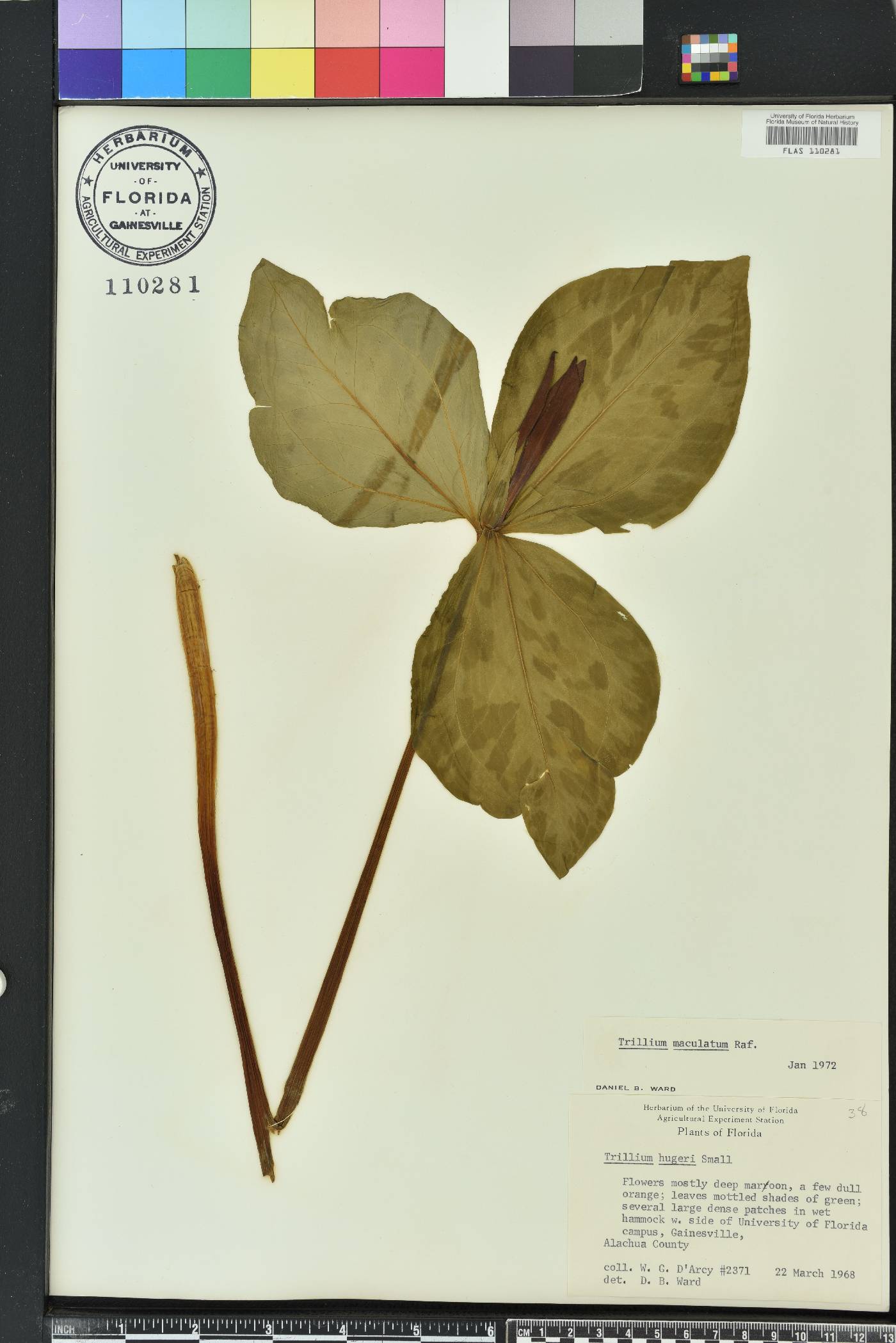 Trillium maculatum image