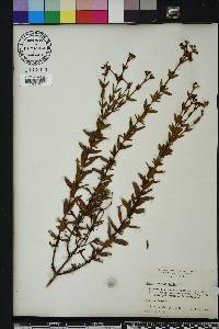 Hypericum cistifolium image