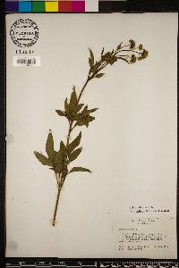 Bidens alba image