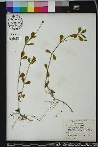 Phyla nodiflora image