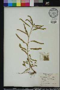 Phyllanthus amarus image