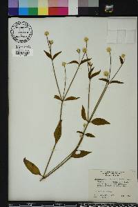 Alternanthera flavescens image