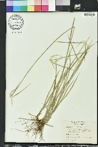 Rhynchospora colorata image
