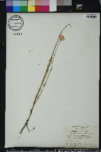 Sabatia grandiflora image