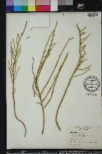 Salicornia ambigua image