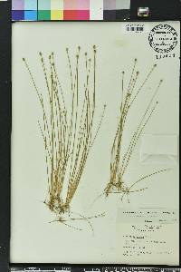 Eleocharis albida image