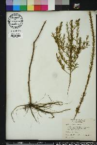 Lythrum alatum var. lanceolatum image