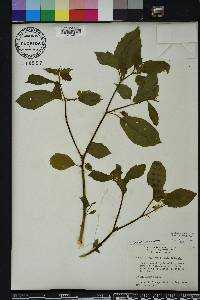 Physalis angulata image