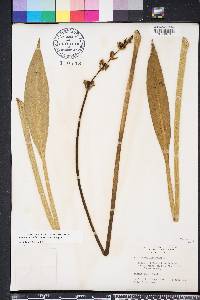 Sagittaria lancifolia image