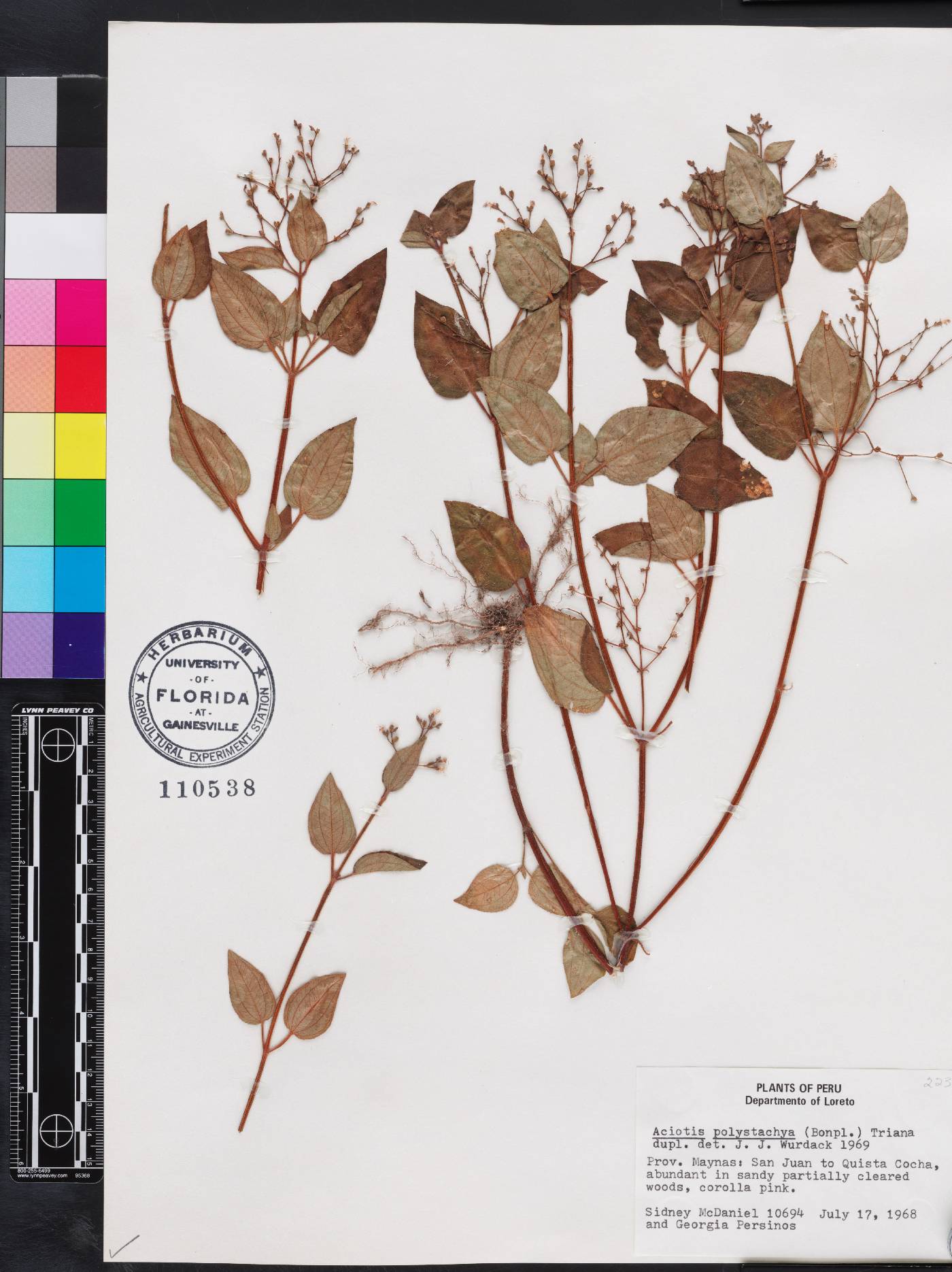 Aciotis polystachya image